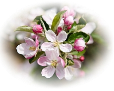 Apple Blossoms